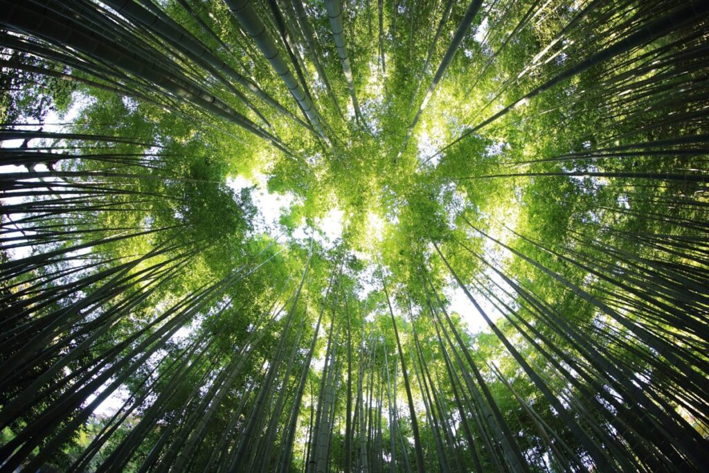 nedamco-africa-biomass-innovate-climate